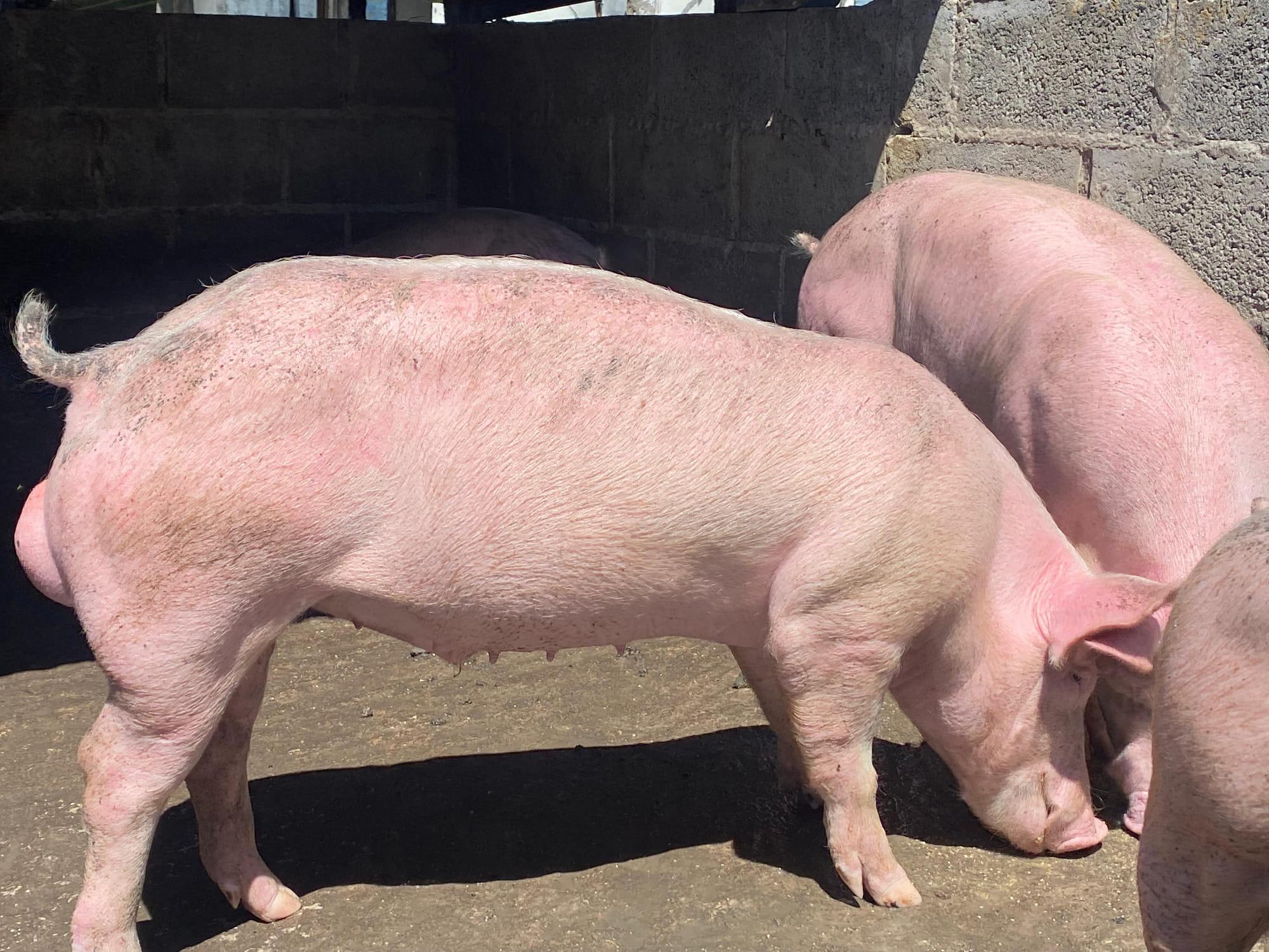 Livestock scene showing pigs as part of broader feed application context
