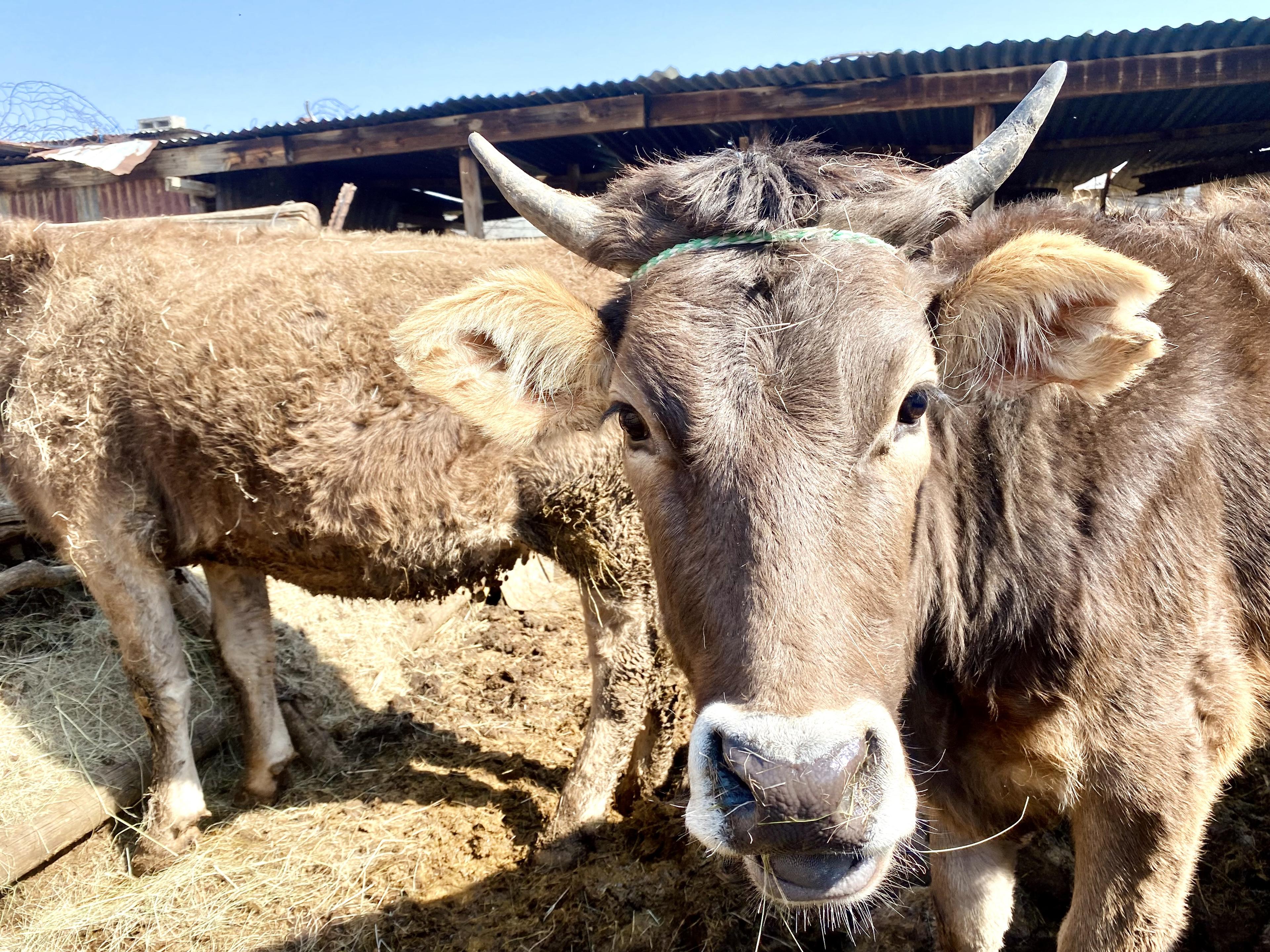 Cattle standing together in a farm enclosure