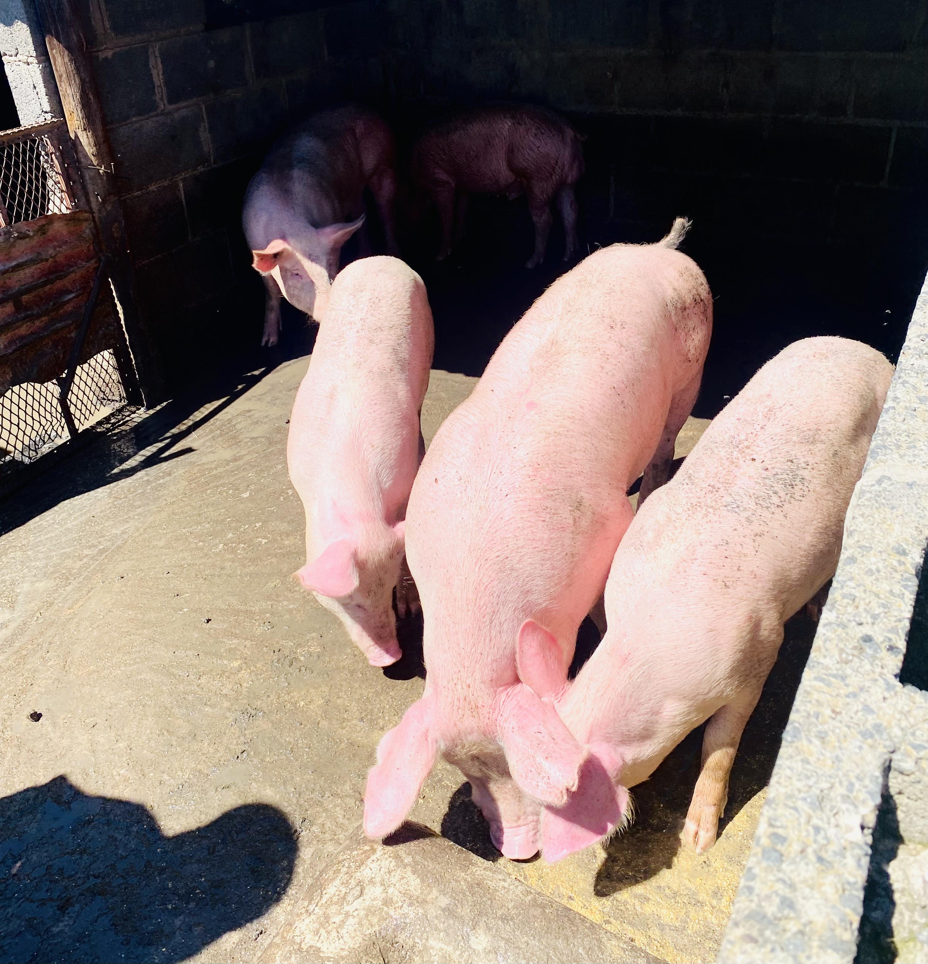 Pigs gathered in a farm pen