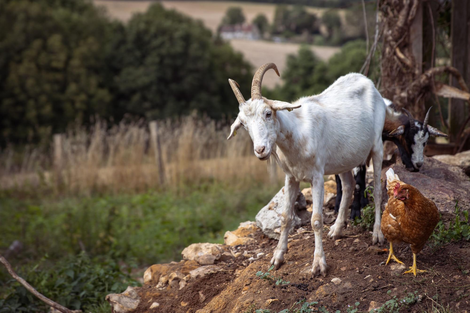 Goats and a chicken in a rural mixed farm setting